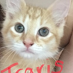 Photo of Travis