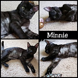 Photo of Minnie (Black Smoke)