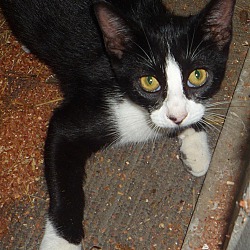 british shorthair kittens for sale in dfw