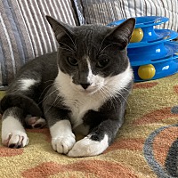 adopt a pet
