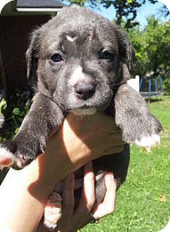 cane corso chihuahua mix