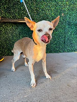 El Paso, TX - Chihuahua. Meet Just Ababy* a Pet for Adoption ...