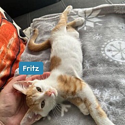 Thumbnail photo of Fritz #1