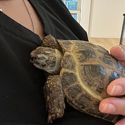 Thumbnail photo of Tortoise#4 #1