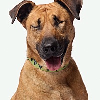 adopt a pet