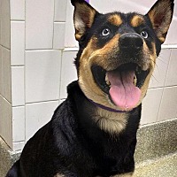 adopt a pet