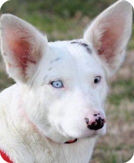 Unionville Ct Border Collie Meet Bessie So Special A Pet For