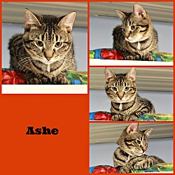Thumbnail photo of Ashe #2