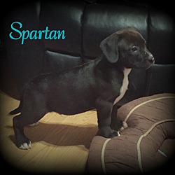 Thumbnail photo of Spartan #2