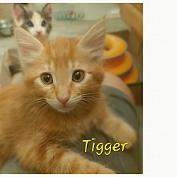 Photo of Tigger