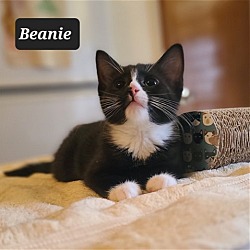 Thumbnail photo of Beanie #1