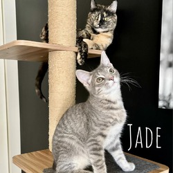 Thumbnail photo of Jade #1