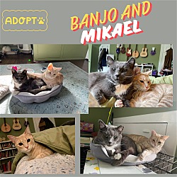 Photo of Banjo and Mikaell: A cuddly duo! URGENT !