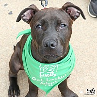 adopt a pet
