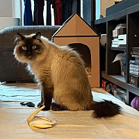 adopt a pet
