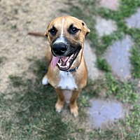 adopt a pet
