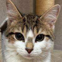 adopt-pet