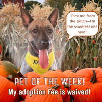 adopt a pet