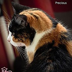 Thumbnail photo of Precious #2