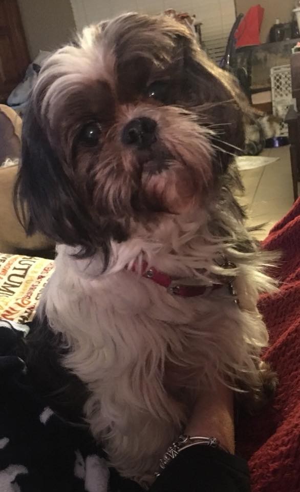 smokey the shih tzu