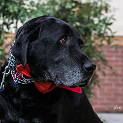 Labrador Retriever Rescue Of Fresno In Clovis California