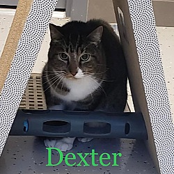 Photo of Dexter