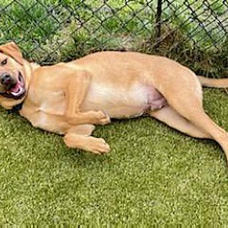 Photo of Ace