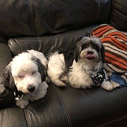 Photo of Doodle & Bella. ADOPTED