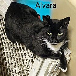 Thumbnail photo of Alvara #3
