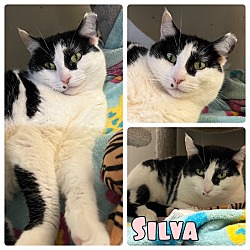 Photo of Silva - PetSmart