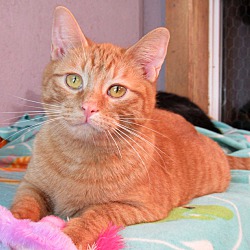 Photo of Tigger Lovable and Playful!
