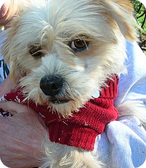 Poway Ca Norfolk Terrier Meet Rita A Pet For Adoption