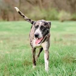 Thumbnail photo of Cody - $50 Bissell Sponsored Adoption Fee! #4