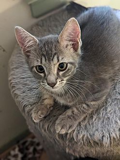 Silver Cloud