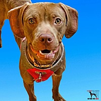 adopt a pet