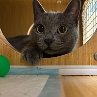 adopt a pet