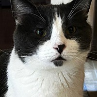 adopt-pet