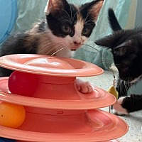 adopt a pet
