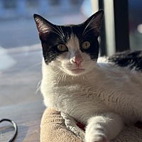 adopt a pet