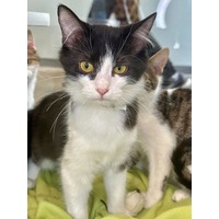 adopt-pet