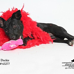 Thumbnail photo of Duckie  (Foster) #4
