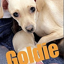 Photo of Goldie