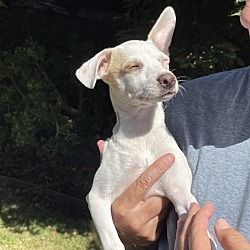 Photo of Daisy