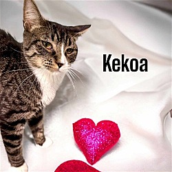 Thumbnail photo of Kekoa #2