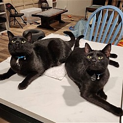 Photo of Emmy, Oscar & Tony (a.k.a. Battlet kitties)