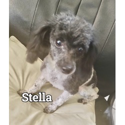 Photo of Stella #4