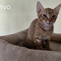 Photo of Vivo