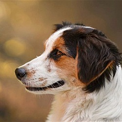 Photo of Charlie a female Cavalier King Charles Spaniel mix