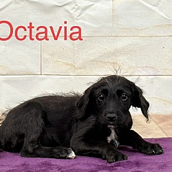 Thumbnail photo of Octavia🐾 #2