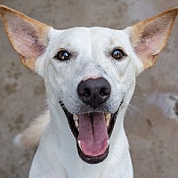 adopt a pet
